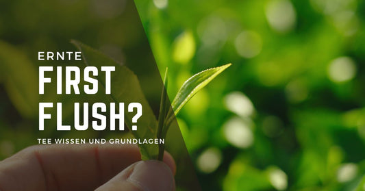 Was bedeutet "First Flush" bei Darjeeling?